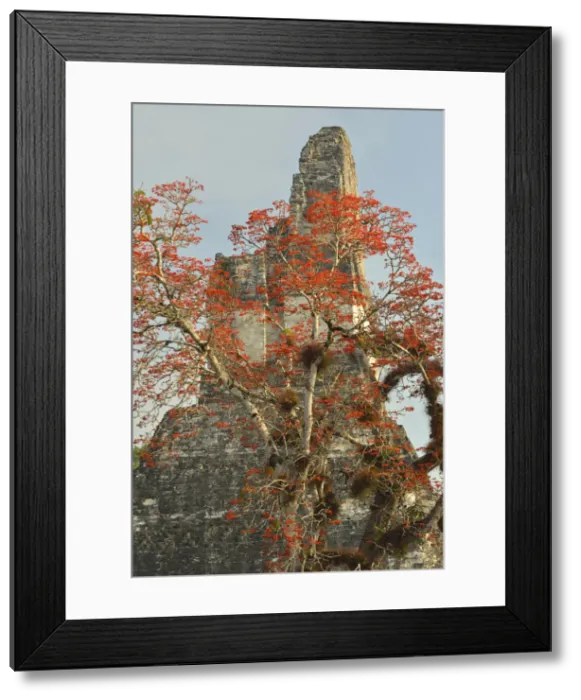 Framed Print : Coral tree in bloom at the Maya Archaeologial Site Tikal, Tikal National Park, Peten Framed Print : Coral tree in bloom at the Maya Archaeologial Site Tikal, Tikal National Park, Peten