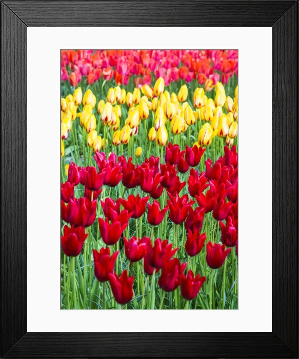 Framed Print : Tulips at Keukenhof Gardens, Duin- en Bollenstreek, the Netherlands