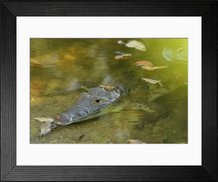 Framed Print : Crocodileat the Maya Archaeologial Site Tikal, Tikal National Park, Peten, Mundo Maya Framed Print : Crocodileat the Maya Archaeologial Site Tikal, Tikal National Park, Peten, Mundo Maya