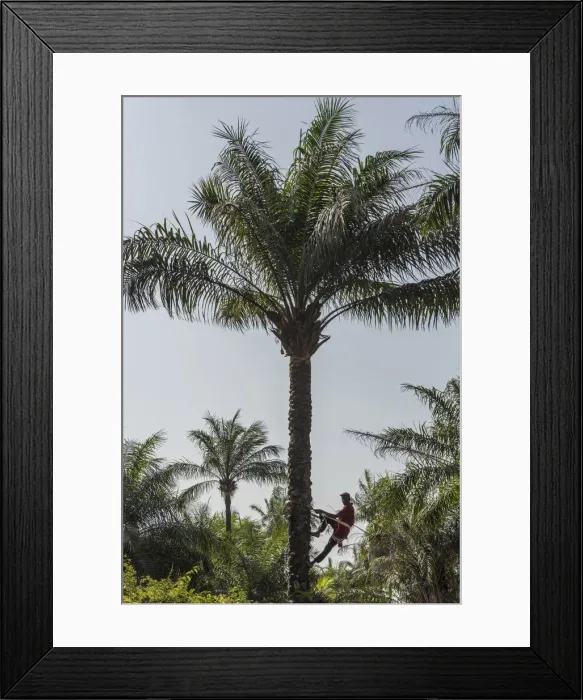 Framed Print : Africa, Guinea Bissau. Bijagos Islands. Climbing a palm tree to collect palm wine Framed Print : Africa, Guinea Bissau. Bijagos Islands. Climbing a palm tree to collect palm wine