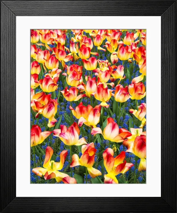 Framed Print : Tulips at Keukenhof Gardens, Duin- en Bollenstreek, the Netherlands