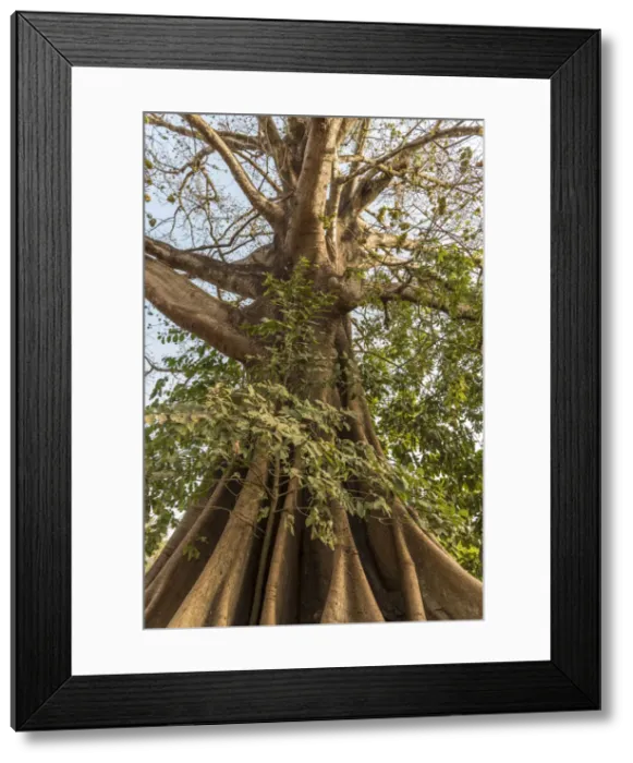 Framed Print : Africa, Guinea Bissau. Bijagos Islands. Majestic Kapok Trees