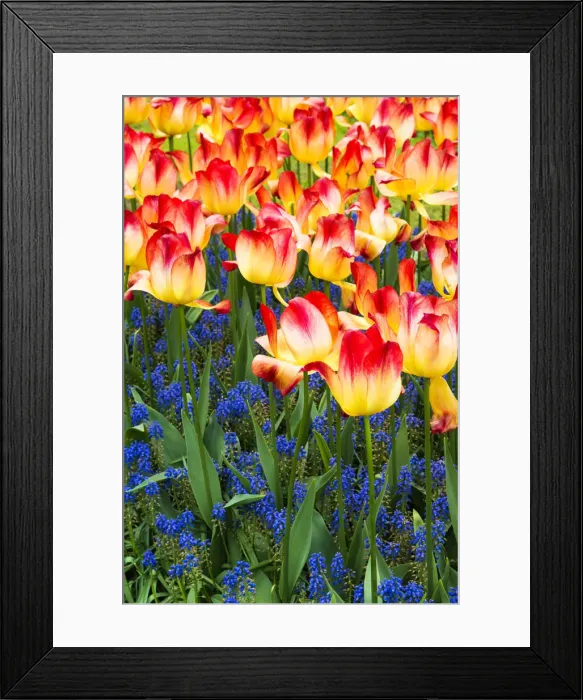 Framed Print : Tulips at Keukenhof Gardens, Duin- en Bollenstreek, the Netherlands