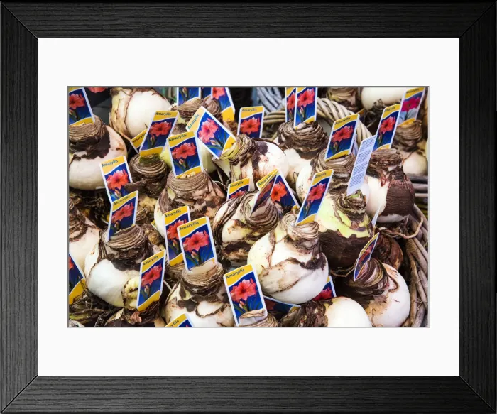 Framed Print : Flower bulbs on sale in a souvenir shop, Amsterdam, the Netherlands Framed Print : Flower bulbs on sale in a souvenir shop, Amsterdam, the Netherlands