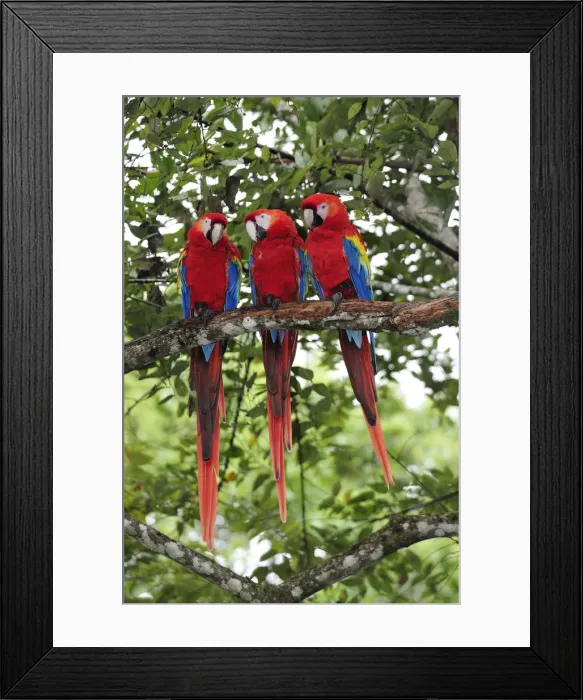 Framed Print : Three Macaw parrots perched on branch, Copan Ruinas, Central America, Honduras Framed Print : Three Macaw parrots perched on branch, Copan Ruinas, Central America, Honduras
