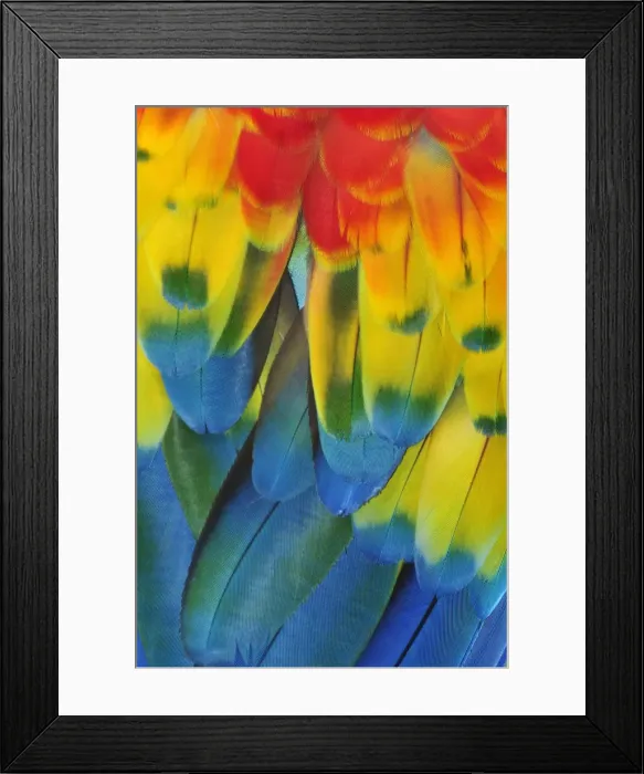 Framed Print : Close up of a Macaw parrots feathers, Copan Ruinas, Central America, Honduras Framed Print : Close up of a Macaw parrots feathers, Copan Ruinas, Central America, Honduras