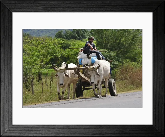 Framed Print : Ox wagon on Highway near Choliteca, Central America, Honduras Framed Print : Ox wagon on Highway near Choliteca, Central America, Honduras
