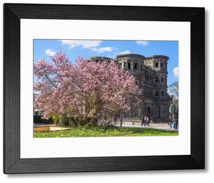 Framed Print : Porta Nigra with Magnolia tree, UNESCO World Heritage Site, Treves, Rhineland-Palatinate