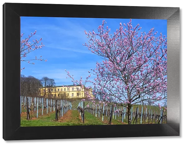 Flourishing almond trees with castle Villa Ludwigshaohe, former summer residence of