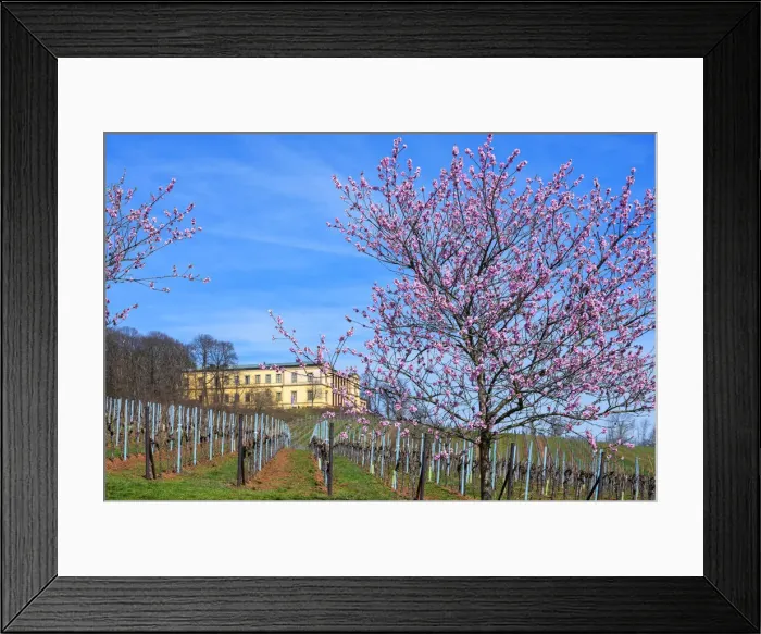 Framed Print : Flourishing almond trees with castle Villa Ludwigshaohe, former summer residence of Framed Print : Flourishing almond trees with castle Villa Ludwigshaohe, former summer residence of