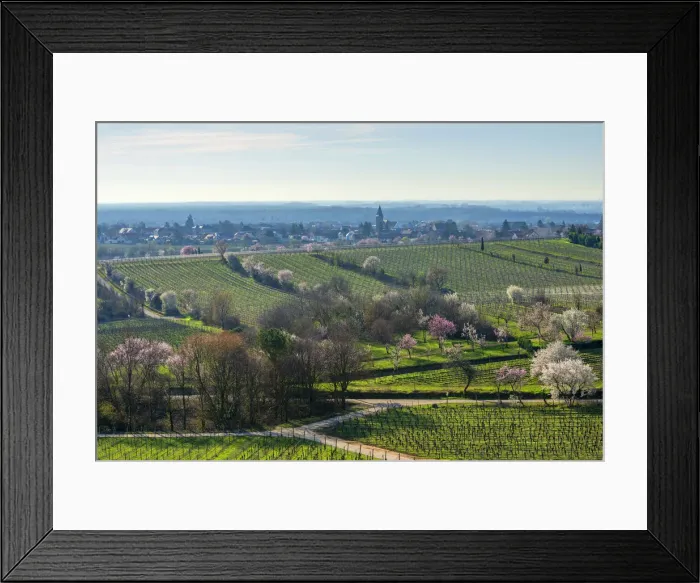 Framed Print : Flourishing almond trees at Gimmeldingen with view at Mussbach, Rhineland-Palatinate Framed Print : Flourishing almond trees at Gimmeldingen with view at Mussbach, Rhineland-Palatinate