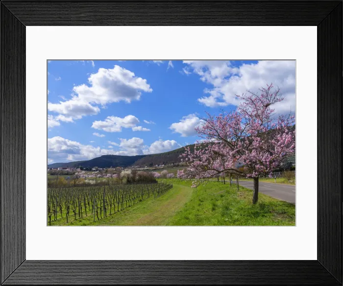 Framed Print : Flourishing almond trees at Gimmeldingen, Rhineland-Palatinate, Germany Framed Print : Flourishing almond trees at Gimmeldingen, Rhineland-Palatinate, Germany