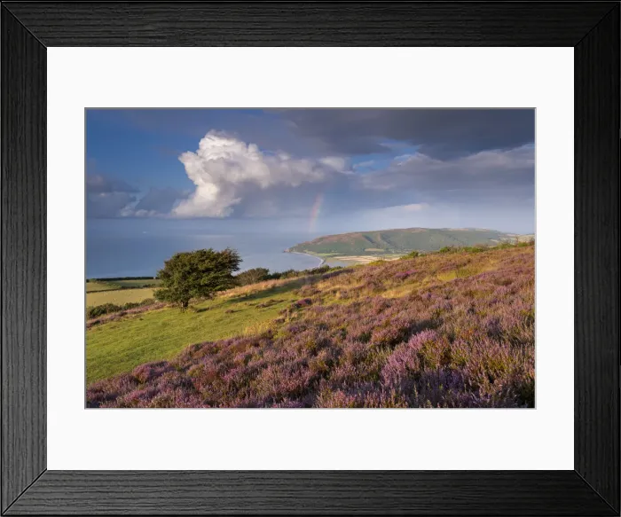 Framed Print : Heather covered moorland on Porlock Common, overlooking Porlock Bay, Exmoor, Somerset Framed Print : Heather covered moorland on Porlock Common, overlooking Porlock Bay, Exmoor, Somerset