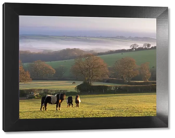 Miniature Ponies graze on the rolling Devon fields at dawn, South Tawton, Devon, England