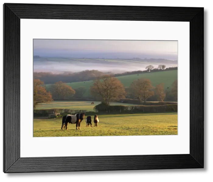 Framed Print : Miniature Ponies graze on the rolling Devon fields at dawn, South Tawton, Devon, England Framed Print : Miniature Ponies graze on the rolling Devon fields at dawn, South Tawton, Devon, England