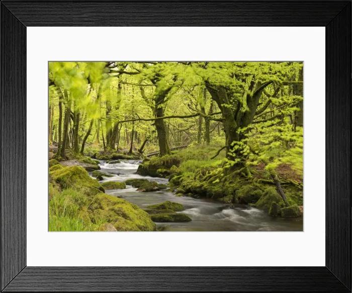 Framed Print : River Fowey running through verdant Spring woodland at Golitha Falls on Bodmin Moor Framed Print : River Fowey running through verdant Spring woodland at Golitha Falls on Bodmin Moor
