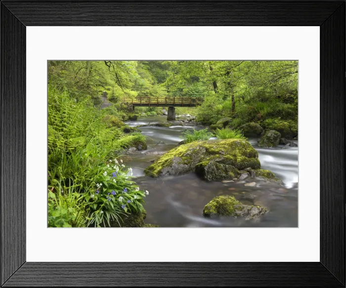 Framed Print : Wild garlic and bluebells flowering on the banks of the East Lyn River at Watersmeet Framed Print : Wild garlic and bluebells flowering on the banks of the East Lyn River at Watersmeet