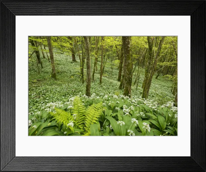 Framed Print : Wild garlic and ferns growing in a Cornish woodland in spring time, Looe, Cornwall Framed Print : Wild garlic and ferns growing in a Cornish woodland in spring time, Looe, Cornwall