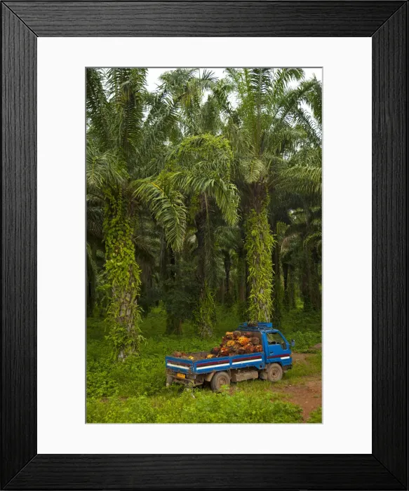 Framed Print : Burundi. Palm oil tree plantations line the shores of lake Tanganyika Framed Print : Burundi. Palm oil tree plantations line the shores of lake Tanganyika