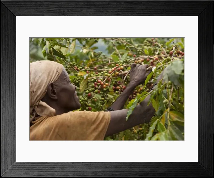 Framed Print : Burundi. A woman picks coffee on a plantation; coffee is Burundis largest export Framed Print : Burundi. A woman picks coffee on a plantation; coffee is Burundis largest export