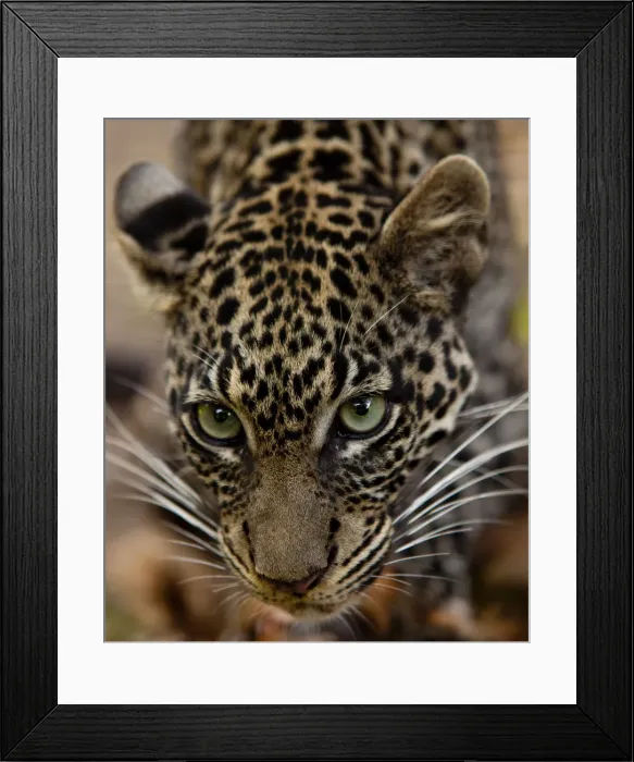 Framed Print : Bujumbura, Burundi. A leopard in the city zoo