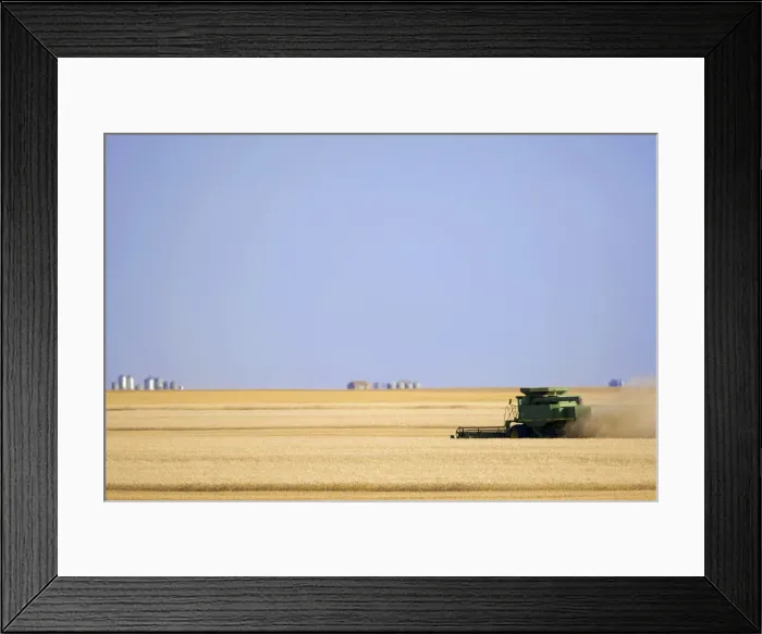 Framed Print : Saskatchewan; Canada. A combine harvesting wheat on the canadian prairie