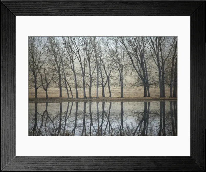 Framed Print : Canada. Trees reflected in a pond on the Canadian prairie Framed Print : Canada. Trees reflected in a pond on the Canadian prairie