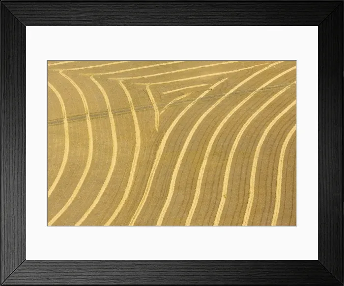 Framed Print : Canada. Patterns in the rows of crop on the prairie shot from an airplane Framed Print : Canada. Patterns in the rows of crop on the prairie shot from an airplane