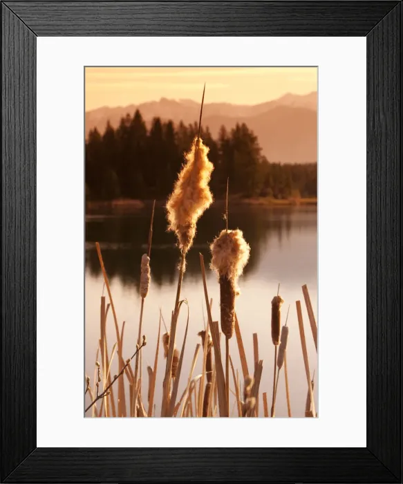 Framed Print : British Columbia, Canada. Sunrise on cattails in pond