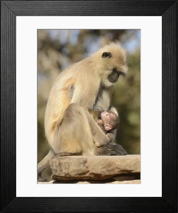 Framed Print : Black Faced Long Tailed Langur Monkey with baby, Ranthambore National Park, Rajasthan Framed Print : Black Faced Long Tailed Langur Monkey with baby, Ranthambore National Park, Rajasthan