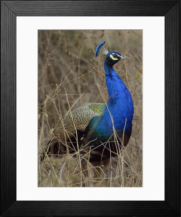 Framed Print : Peacock, Ranthambore National Park, Rajasthan, India, Asia Framed Print : Peacock, Ranthambore National Park, Rajasthan, India, Asia