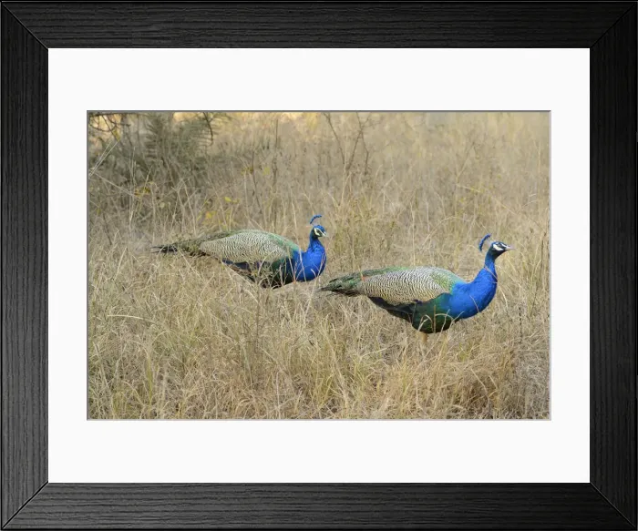 Framed Print : Peacock, Ranthambore National Park, Rajasthan, India, Asia Framed Print : Peacock, Ranthambore National Park, Rajasthan, India, Asia