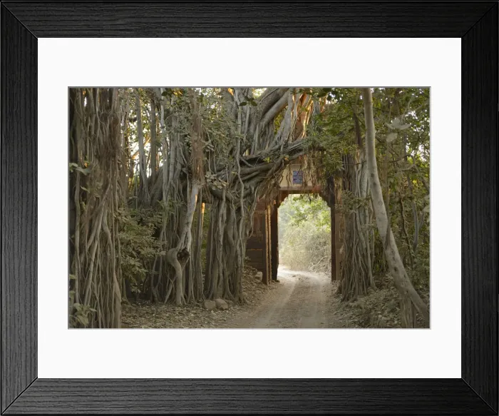 Framed Print : Ranthambore National Park, Rajasthan, India, Asia Framed Print : Ranthambore National Park, Rajasthan, India, Asia
