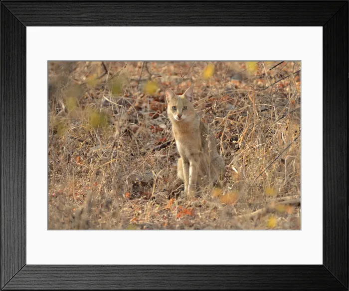 Framed Print : Wildcat, Ranthambore National Park, Rajasthan, India, Asia Framed Print : Wildcat, Ranthambore National Park, Rajasthan, India, Asia