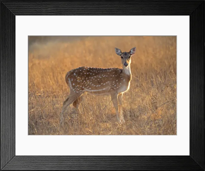 Framed Print : Chital deer, spotted deer or axis deer, Ranthambore National Park, Rajasthan, India, Asia Framed Print : Chital deer, spotted deer or axis deer, Ranthambore National Park, Rajasthan, India, Asia