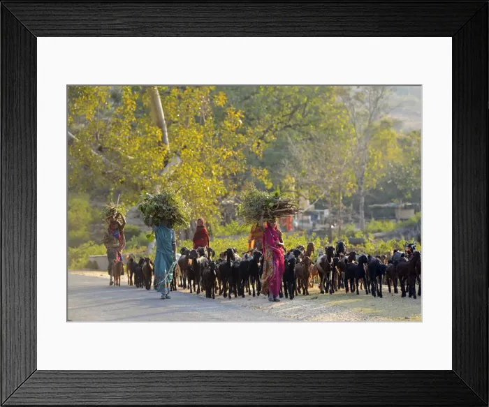 Framed Print : Rural women herding goats, Rajasthan, India, Asia Framed Print : Rural women herding goats, Rajasthan, India, Asia