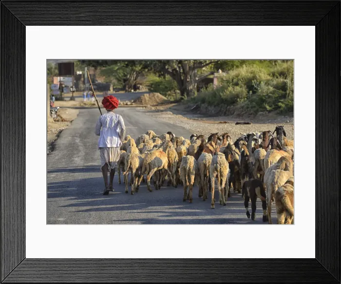 Framed Print : Goat herder, Rajasthan, India, Asia Framed Print : Goat herder, Rajasthan, India, Asia