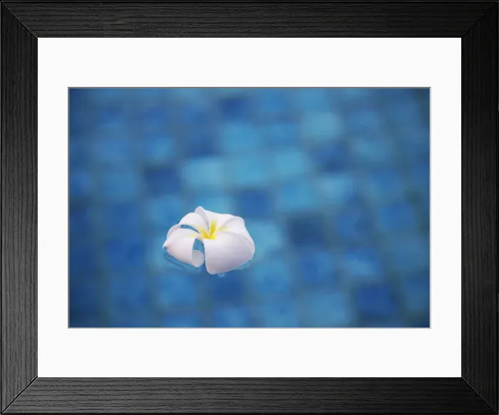 Framed Print : Frangipani flower in pool, Ubud, Bali, Indonesia
