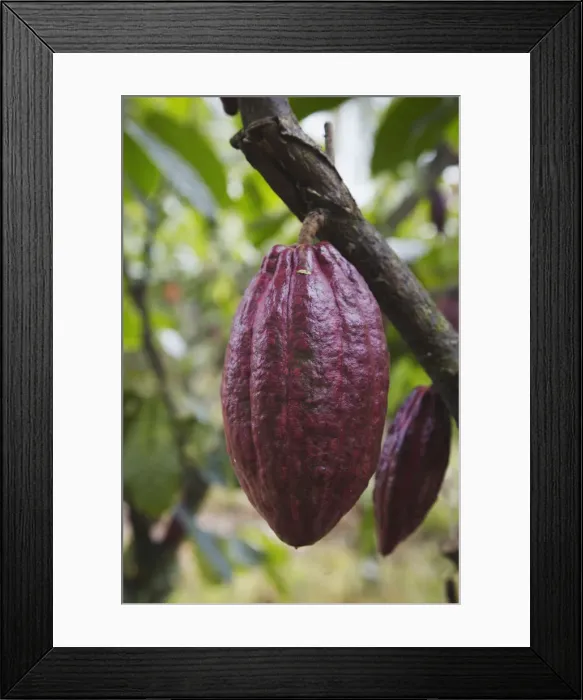 Framed Print : Cocoa (cacao) fruit on tree, Kalitakir Plantation, Kalibaru, Java, Indonesia Framed Print : Cocoa (cacao) fruit on tree, Kalitakir Plantation, Kalibaru, Java, Indonesia