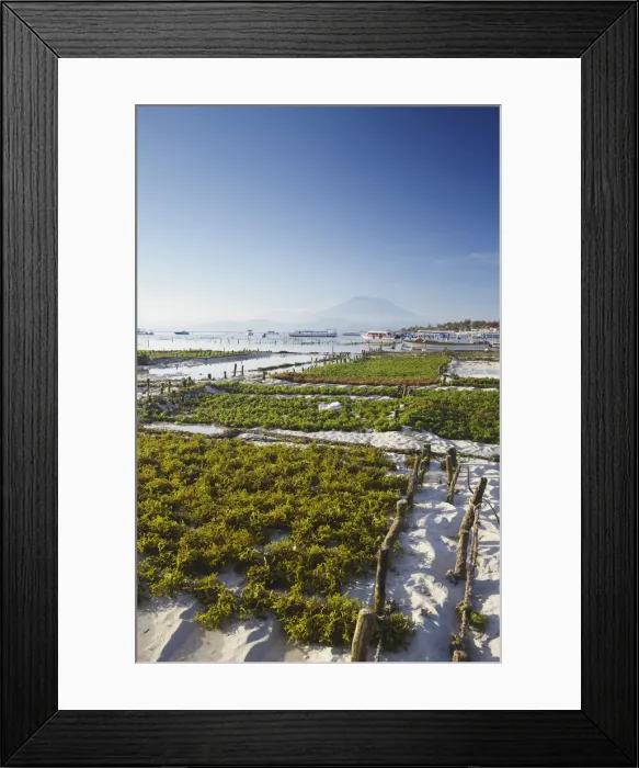 Framed Print : Seaweed being harvested on Jungutbatu beach, Nusa Lembongan, Bali, Indonesia Framed Print : Seaweed being harvested on Jungutbatu beach, Nusa Lembongan, Bali, Indonesia