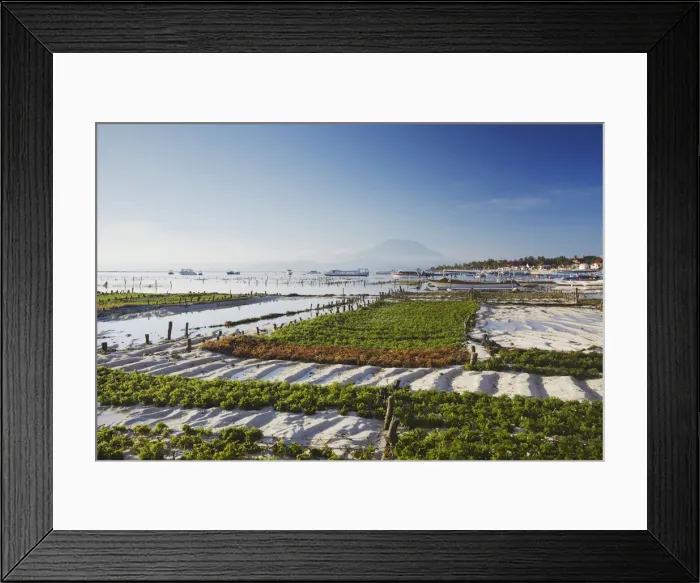 Framed Print : Seaweed being harvested on Jungutbatu beach, Nusa Lembongan, Bali, Indonesia Framed Print : Seaweed being harvested on Jungutbatu beach, Nusa Lembongan, Bali, Indonesia