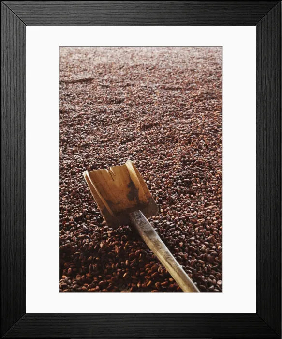 Framed Print : Cocoa (cacao) beans being dried, Kalitakir Plantation, Kalibaru, Java, Indonesia Framed Print : Cocoa (cacao) beans being dried, Kalitakir Plantation, Kalibaru, Java, Indonesia