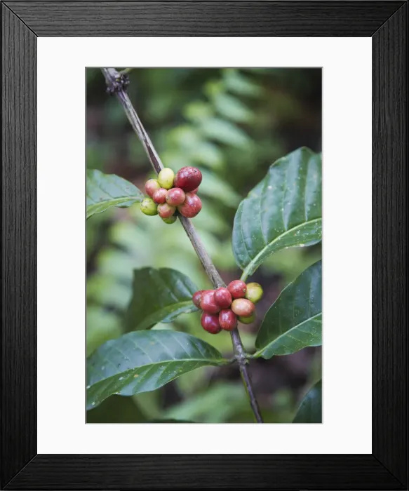 Framed Print : Robusta coffee berries on tree, Kalibaru, Java, Indonesia Framed Print : Robusta coffee berries on tree, Kalibaru, Java, Indonesia