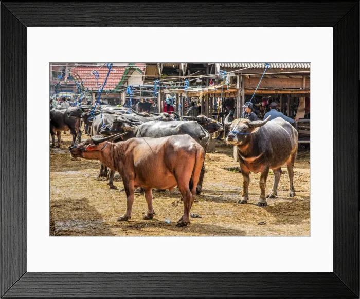 Framed Print : Buffalos for sale at Pasar Bolu market, Rantepao, Tana Toraja, Sulawesi, Indonesia Framed Print : Buffalos for sale at Pasar Bolu market, Rantepao, Tana Toraja, Sulawesi, Indonesia