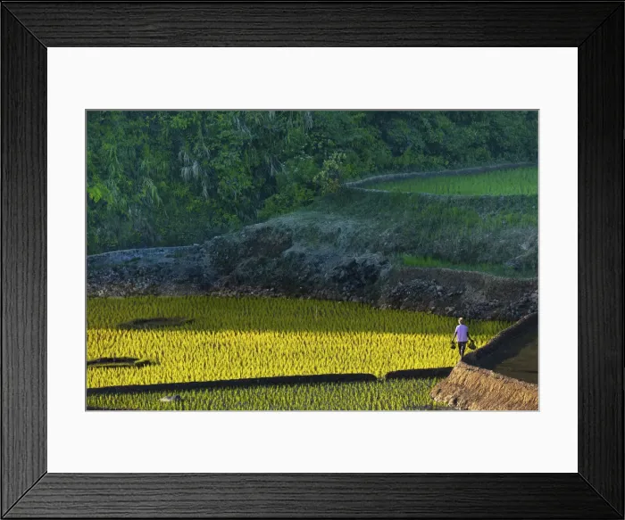 Framed Print : Asia, Southeast Asia, Indonesia, Sulawesi, Celebes, Tana Toraja, rice fields in Framed Print : Asia, Southeast Asia, Indonesia, Sulawesi, Celebes, Tana Toraja, rice fields in