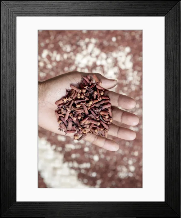 Framed Print : Asia, Southeast Asia, Indonesia, Maluku, Spice islands, Seram island, drying cloves Framed Print : Asia, Southeast Asia, Indonesia, Maluku, Spice islands, Seram island, drying cloves