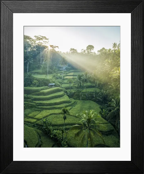 Framed Print : Tegalalang Rice Terraces near Ubud, Bali, Indonesia Framed Print : Tegalalang Rice Terraces near Ubud, Bali, Indonesia
