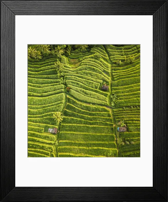 Framed Print : Aerial View of Jatiluwih Rice Terraces, Tabanan, Bali, Indonesia Framed Print : Aerial View of Jatiluwih Rice Terraces, Tabanan, Bali, Indonesia