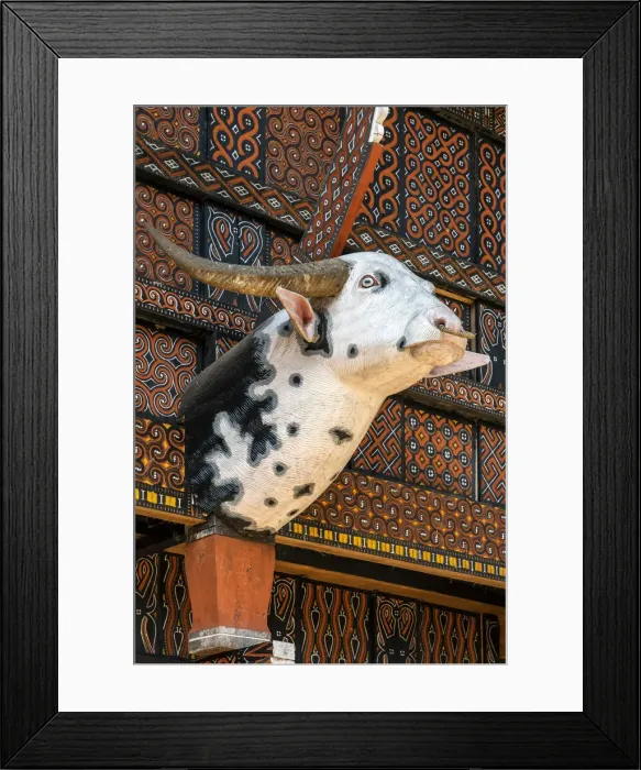 Framed Print : Typical Tongkonan house adorned with head of albino buffalo, Rantepao, Tana Toraja Framed Print : Typical Tongkonan house adorned with head of albino buffalo, Rantepao, Tana Toraja