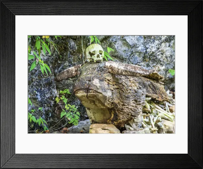 Framed Print : Buffalo-shaped wood tomb with skull and bones, Rantepao, Tana Toraja, Sulawesi, Indonesia Framed Print : Buffalo-shaped wood tomb with skull and bones, Rantepao, Tana Toraja, Sulawesi, Indonesia